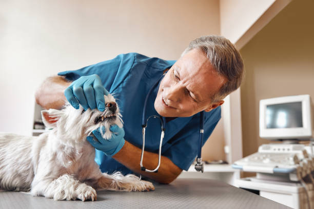  Kountze, TX Emergency Dentist Pros